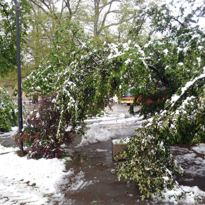 Četrkovo jutro v ljubljanskem parku Tivoli. | Foto: Jan Tomše