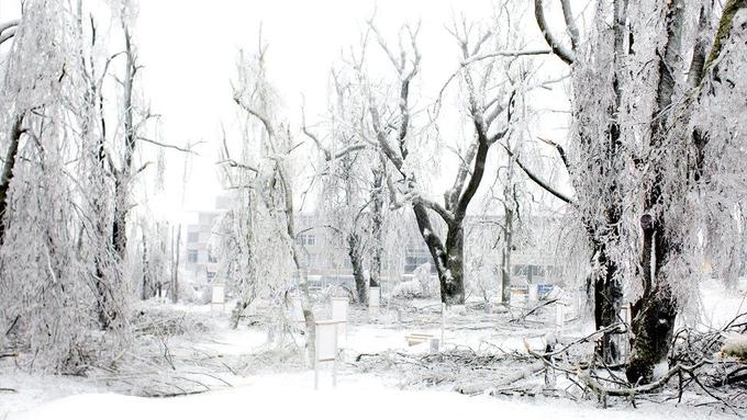 Kemično zapraševanje iz zraka so slovenski zagovorniki teorije zarote med drugim okrivili za žledolom, ki je v začetku leta 2014 prizadel Notranjsko. | Foto: 