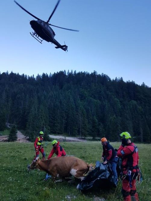 krava, reševanje | Foto: policija