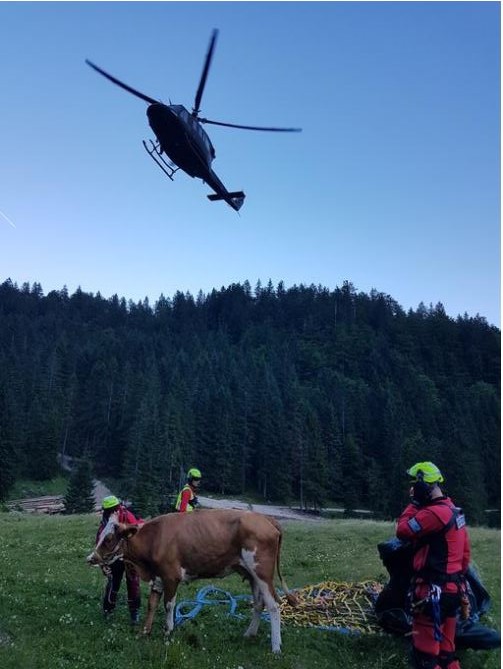 krava reševanje | Foto: policija