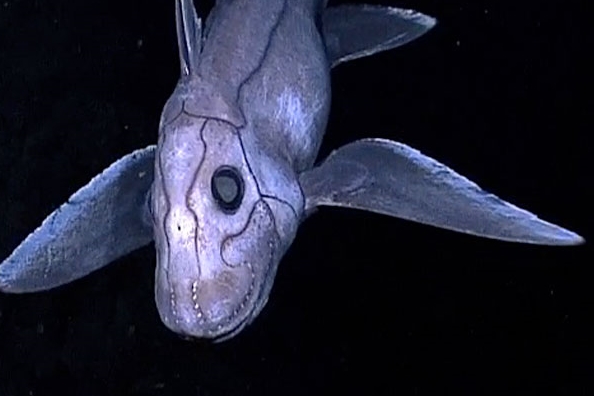 Chimaera | Foto: Thomas Hilmes/Wikimedia Commons