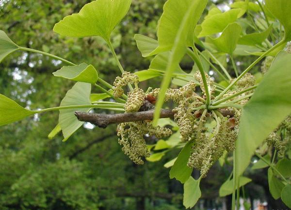 ginko gingko biloba drevo | Foto: 