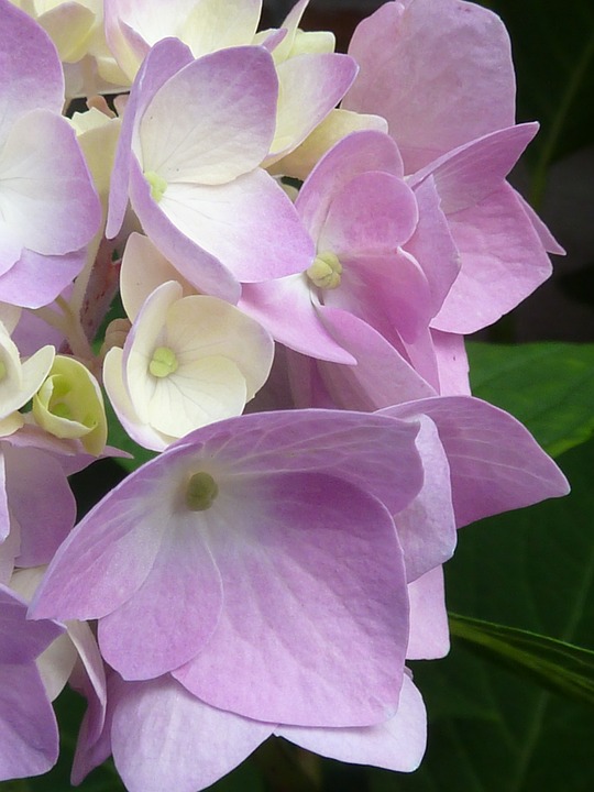 hydrangea | Foto: Pixabay