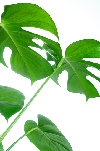 monstera | Foto: Thinkstock