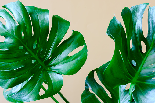 monstera | Foto: Thinkstock