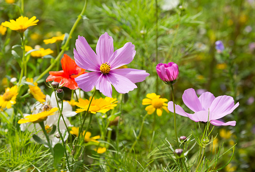 divji travnik | Foto: Thinkstock