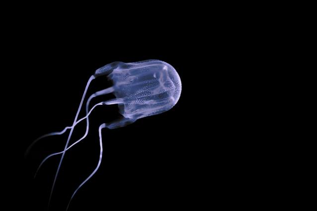 Meduze | Foto: Thinkstock