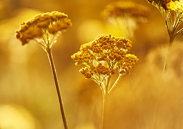 suocvetka immortelle loccitane | Foto: 