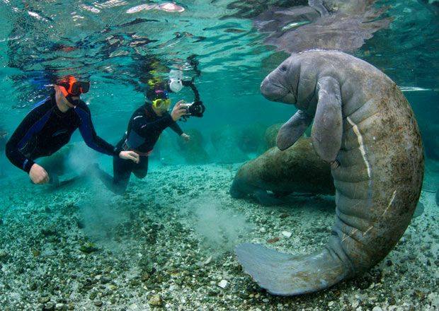 plavanje Atlantis | Foto: 