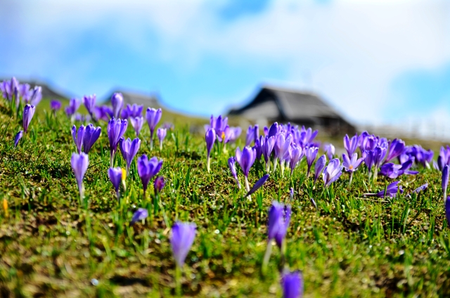 Velika planina, žafrani | Foto: Velika planina d. o. o.