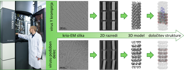 Koraki pri določanju tridimenzionalne zgradbe krompirjevega virusa Y in virusu podobnega delca z uporabo krioelektronske mikroskopije | Foto: Martin Polak, Kemijski inštitut