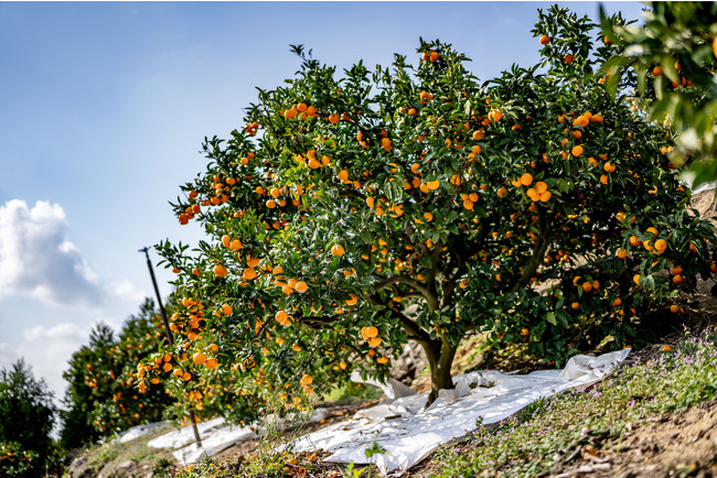 Nishiuwa mandarine | Foto: JA Nishiuwa