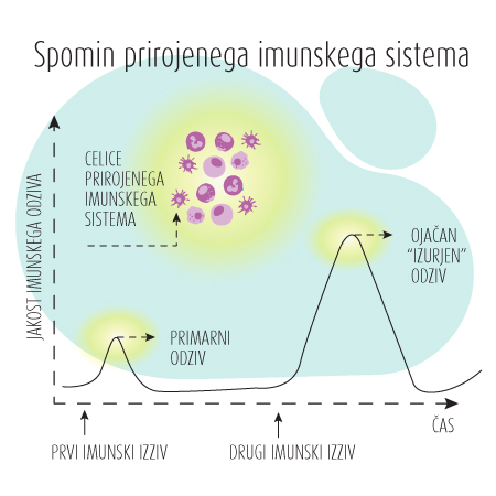 Človeško telo zaužite betaglukane prepozna kot tuje molekule, kar stimulira imunski sistem.  | Foto: 