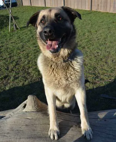 Ruben | Foto: Zavetišče Ljubljana