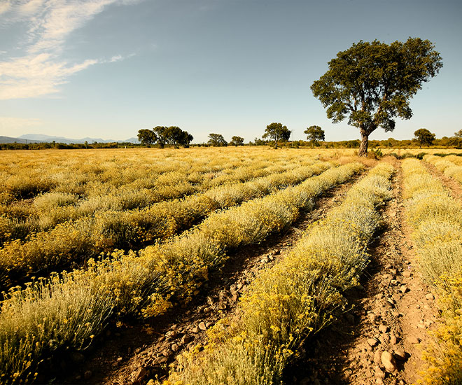 l'occitane | Foto: L'Occitane