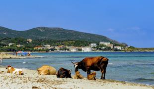 Na Korziki zaradi napadalnih krav zaprli več plaž