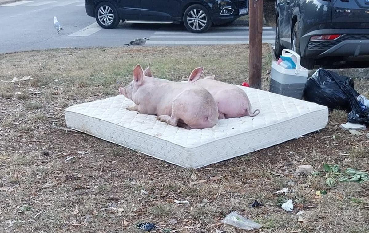 Svinje | Prašiča sta se namestila na odvrženo vzmetnico.  | Foto Željko Bosanac/FB