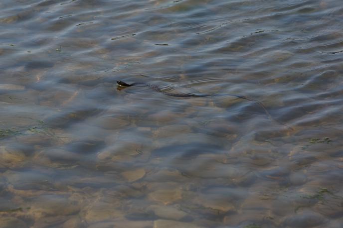 Kača | Turisti so s čolna pri Tribunju posneli kačo, ki je priplavala po morju in se splazila na obalo.  Fotografija je simbolična.  | Foto Shutterstock