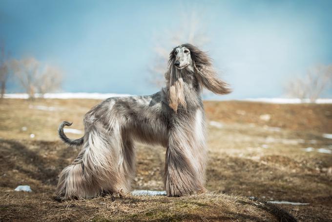 Afganistanski hrt | Foto: Shutterstock