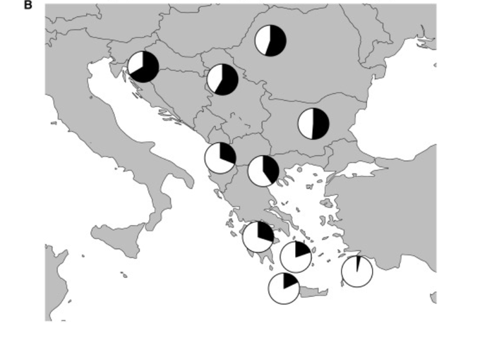 Zemljevid z grafi, ki kažejo delež slovanskih genov (črno obarvani del) v genetskem naboru današnjih balkanskih populacij. Zemljevid je objavljen v Genetski zgodovini Balkana od rimskih časov do slovanskih selitev (ang. A genetic history of the Balkans from Roman frontier to Slavic migrations). | Foto: Inigo Olalde, Carles Lalueza-Fox, David Reich in sodelavci