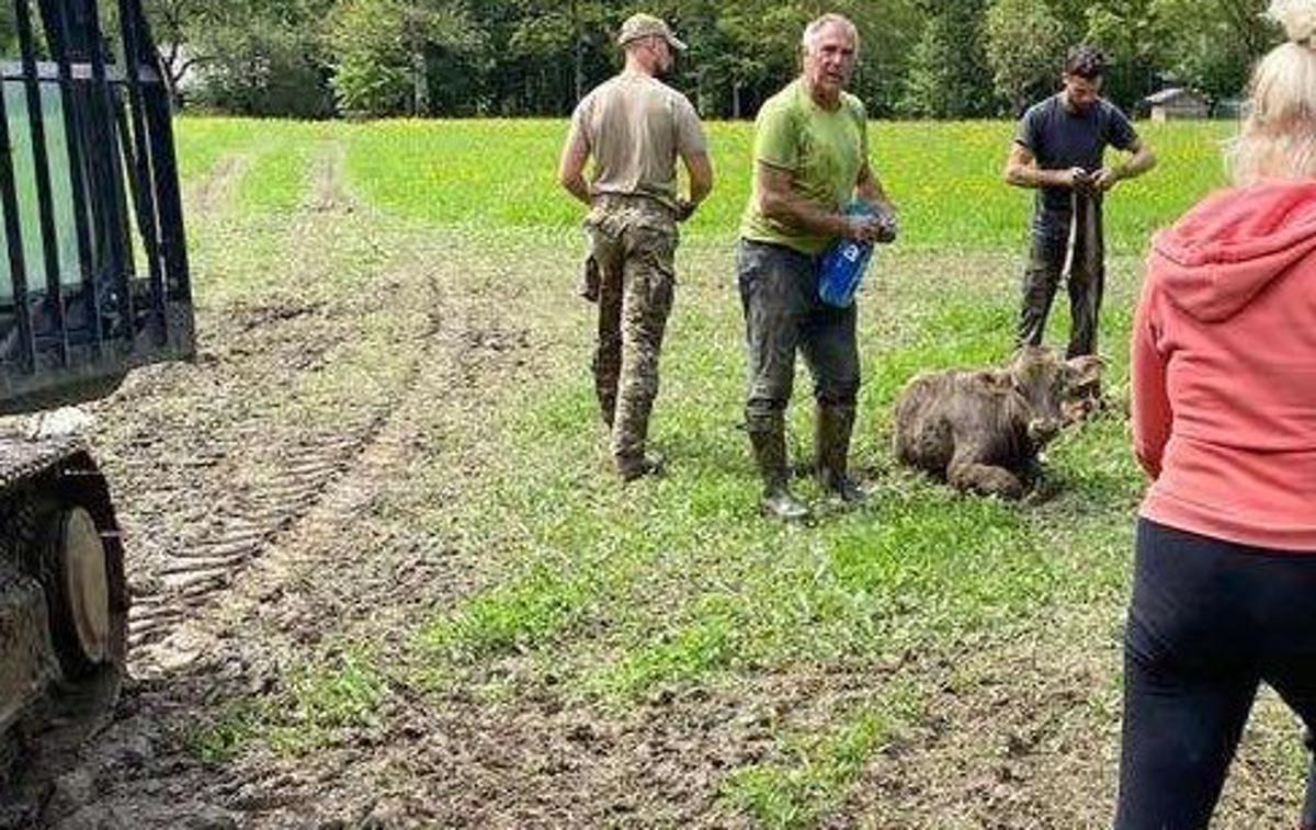 Teliček Gomzi | Foto Slovenska vojska / Twitter