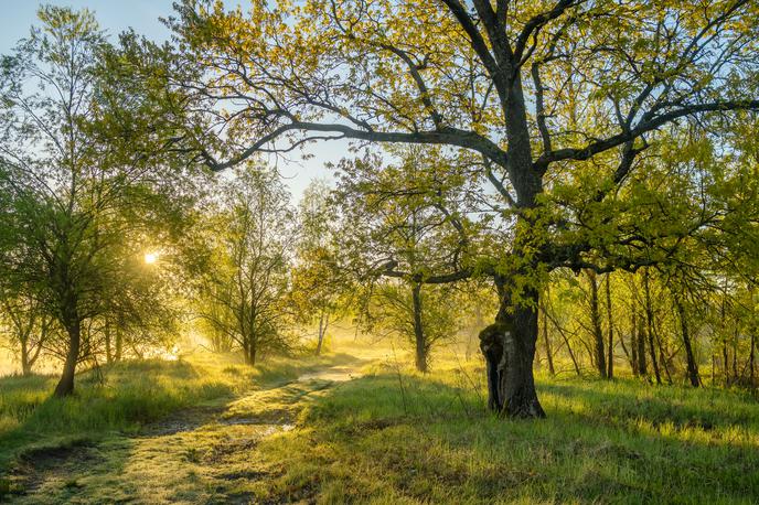 Sonce. Vreme. Pomlad. Hribi. | Foto Shutterstock