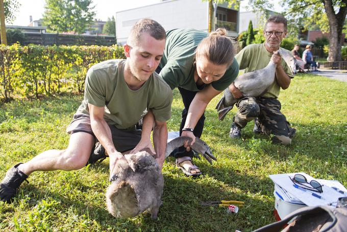 labodi Koseze Koseški bajer obročkanje | Foto: STA ,