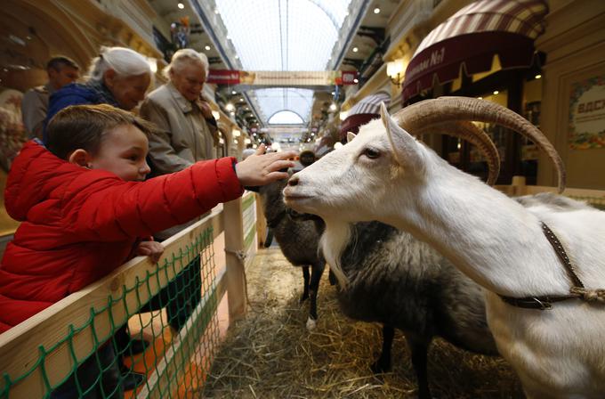 Obiskovalci lahko tam naletijo na marsikaj, od živih živali ... | Foto: Reuters