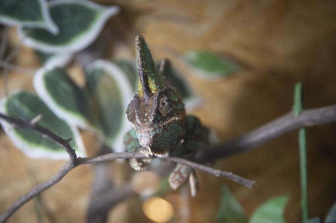 Razstava eksotičnih živali BIOEXO. Kača, pajek, kuščar | Foto: Bojan Puhek