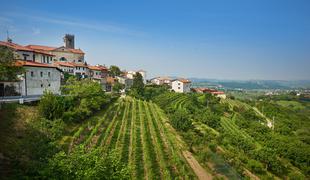 Nova svetovna priznanja za vina iz Goriških brd in Haloz