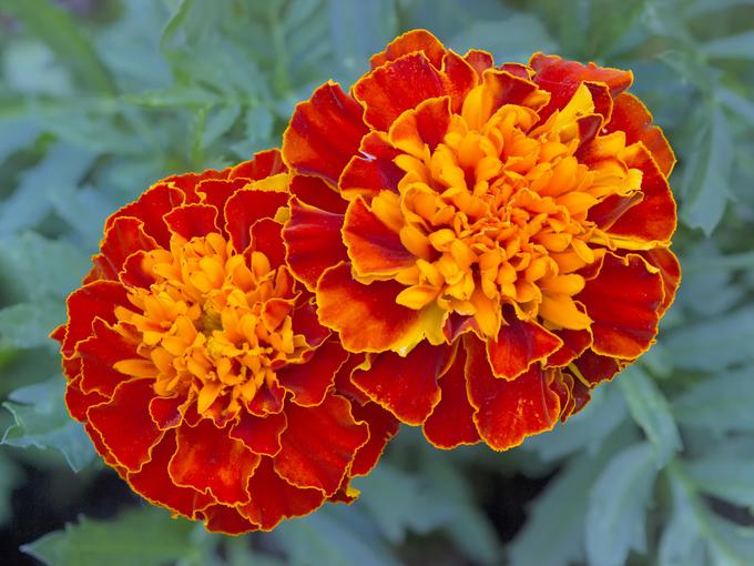 Žametnica oziroma tagetes je zelo uporabna "varnostnica" na vrtu. | Foto: Thinkstock