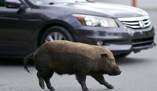 Voznik med vožnjo naletel na presenečenje #video