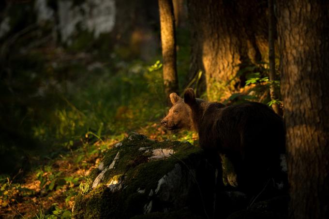 Fotografska bera je lahko enkratna, lahko pa je tudi ni. Na vprašanje, ali gostom povrnejo denar, če med njihovim obiskom medvedov ne srečajo, Mlakar odgovarja da ne. "To je tako kot bi na golfu, kjer ste plačali vstopnino, zahtevali denar nazaj, če ne bi bili uspešni." | Foto: Slovenianbears.com