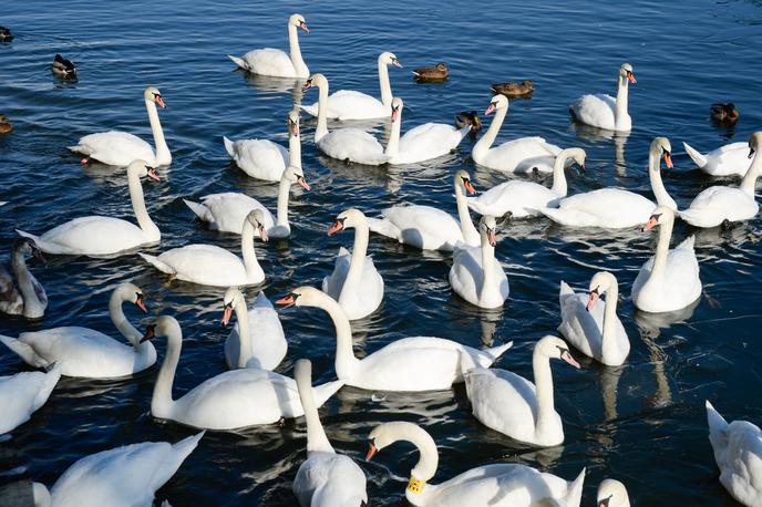 Šmartinsko jezero | Foto STA