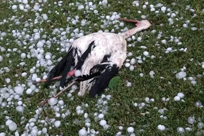 Štorklja | Štorklje so varovale gnezdo z mladiči in se niso umaknile na varno. 