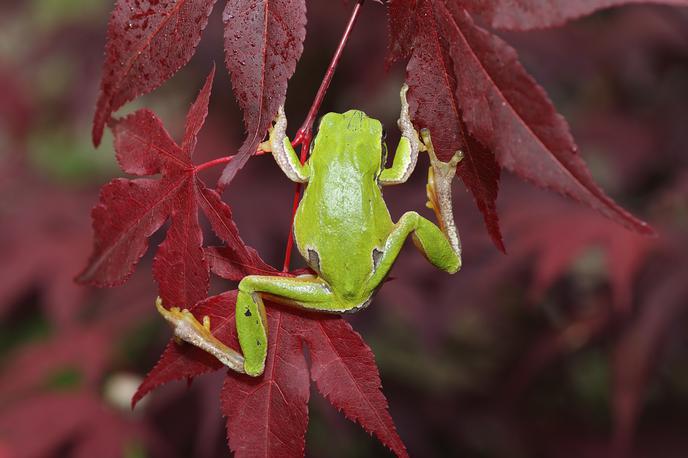 žaba | Foto Thinkstock