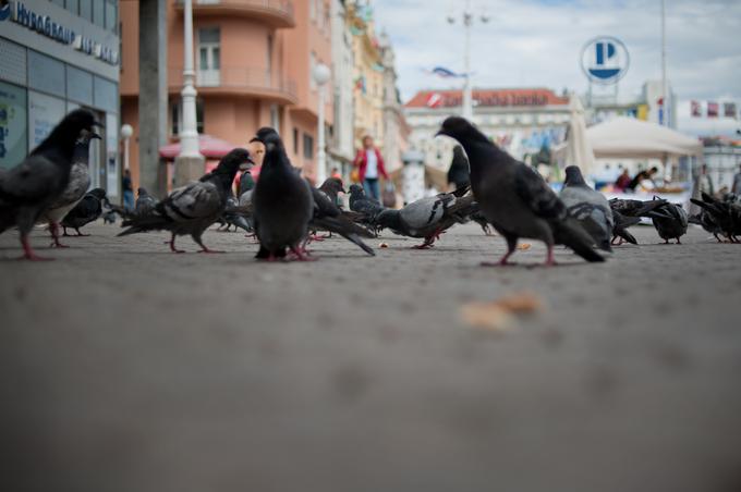 Trg bana Jelačića je osrednji zagrebški trg, na naslovu Trg bana Jelačića 1 je stanovanje v tretjem nadstropju v državni lasti. | Foto: Bor Slana