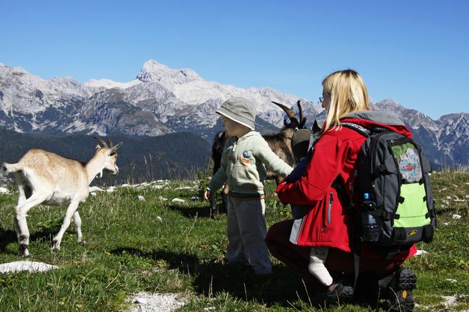 Veliko pozornosti namenjajo ponudbi za družine. Med drugim imajo tudi otroški park z ovcami in kozami. | Foto: 