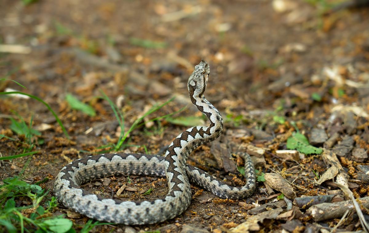 Modras | Dečka je ugriznil modras, strupena kača iz družine gadov. | Foto Shutterstock