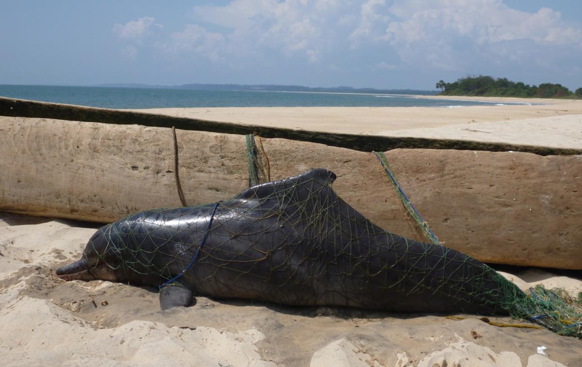 delfini | Foto Tim Collins / Wildlife Conservation Society