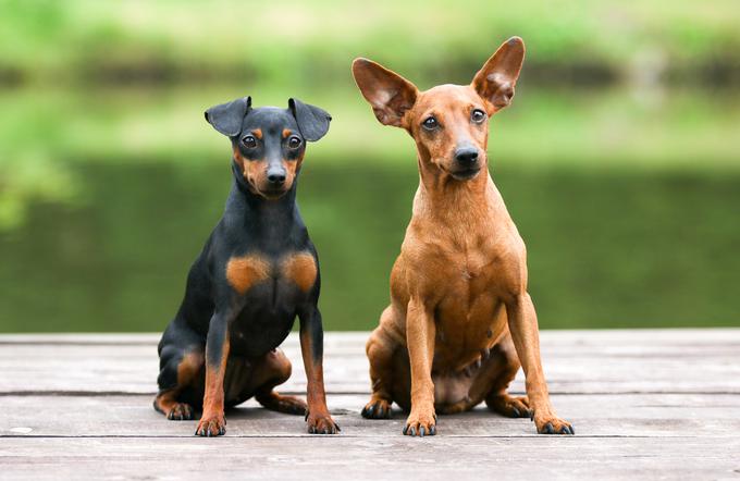 Ušesa so lahko pokončna ali spuščena. | Foto: Shutterstock