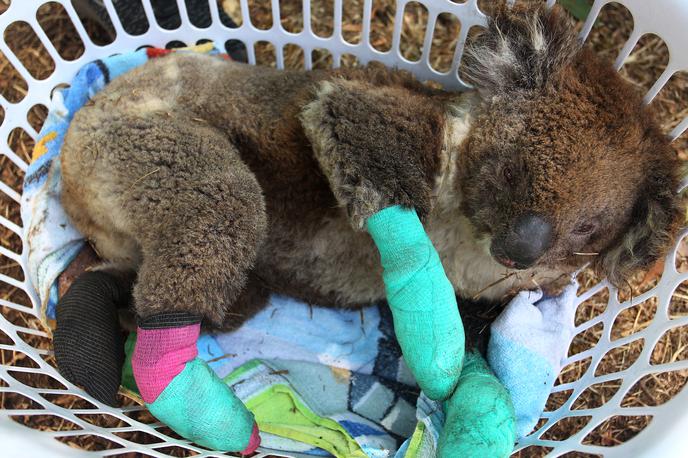 koala | Foto Getty Images