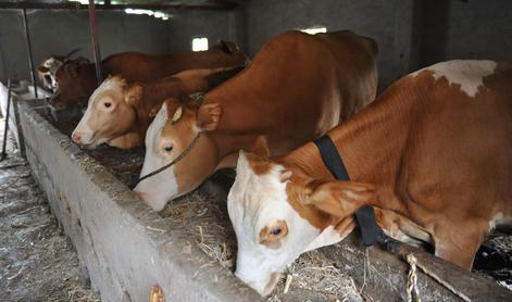 Uprava iz postopka odvzema živali izločila uradno veterinarko