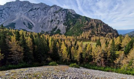 Zlati macesni na Zelenici in najlepši pogled na Stol #video