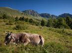 planina, dolina Soče