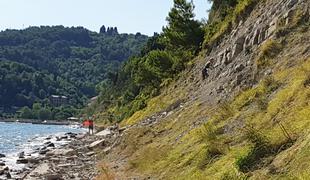 Po sanaciji klifa pešpot med Piranom in Fieso spet odprta #video