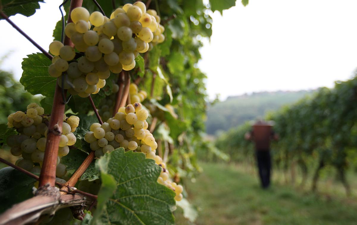 Vinograd | Otroka so še živega s helikopterjem takoj odpeljali v bolnišnico, a ga niso mogli rešiti. Slika je simbolična. | Foto Ana Kovač