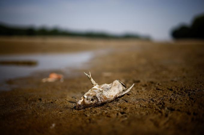 suša | Foto: Reuters