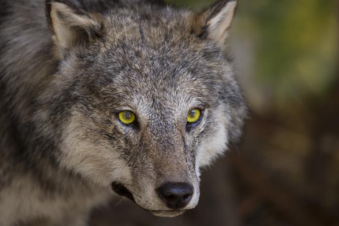 Volk | Zveri so skupaj pokončale 14 živali. Rejci sumijo, da so za napade na drobnico krivi volkovi. | Foto Getty Images