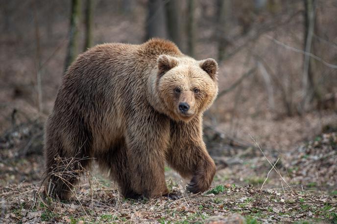 Medved | Fotografija je simbolična. | Foto Shutterstock